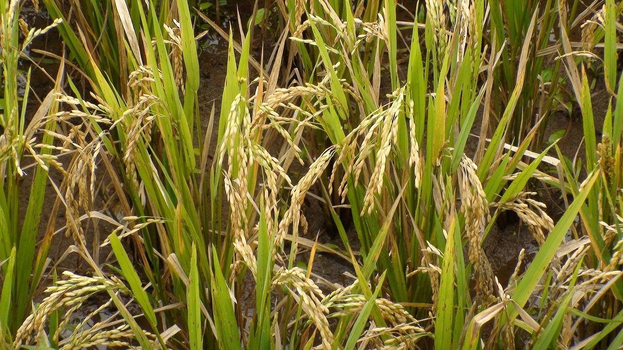 rice aren green free photo