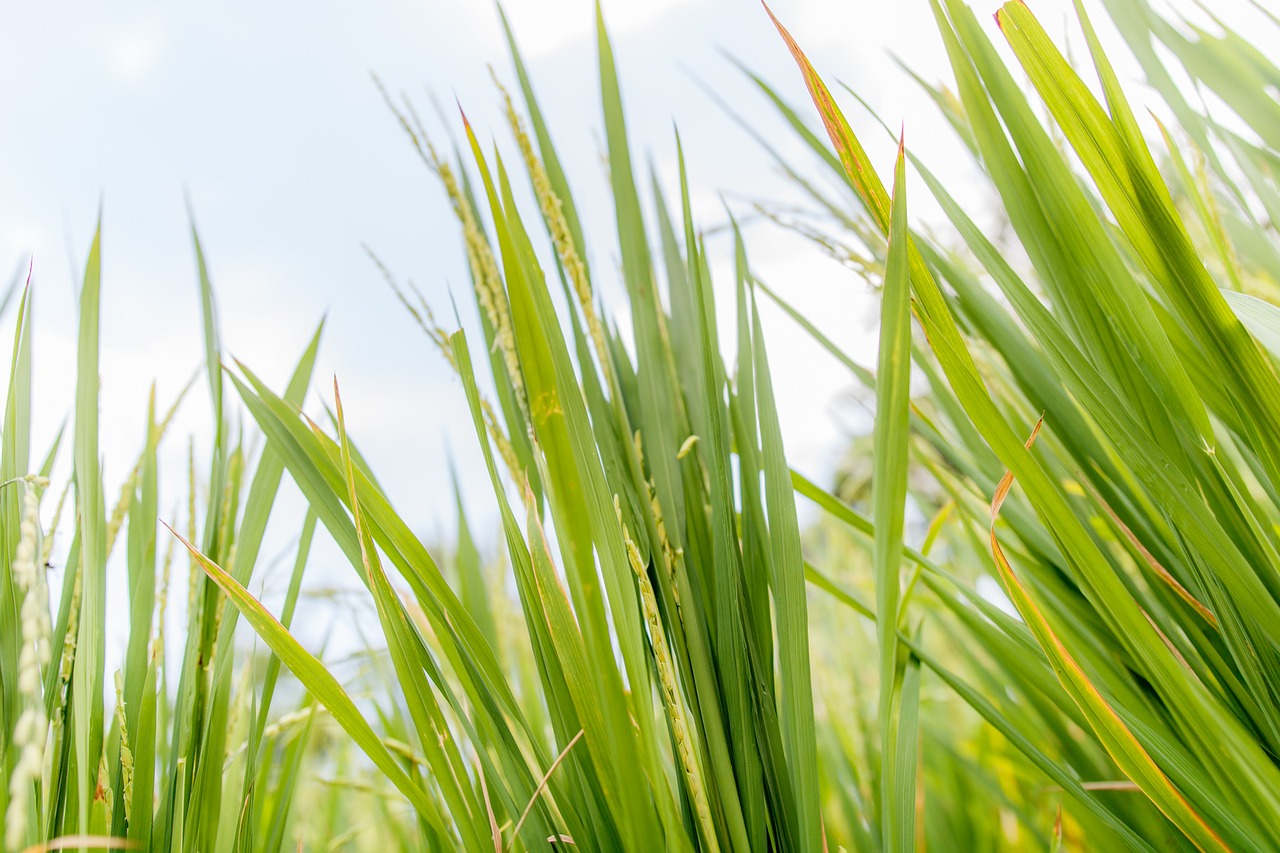 rice plant sky free photo