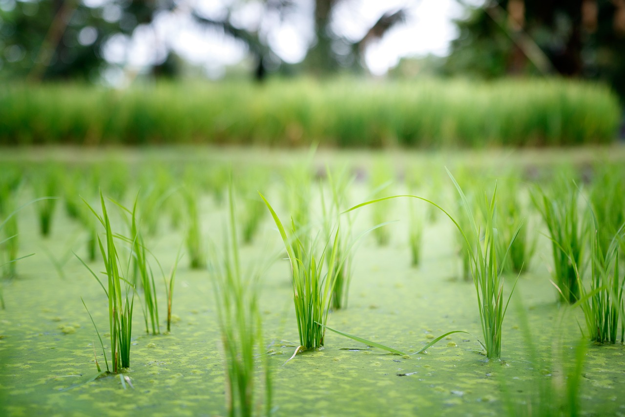 rice plant field free photo