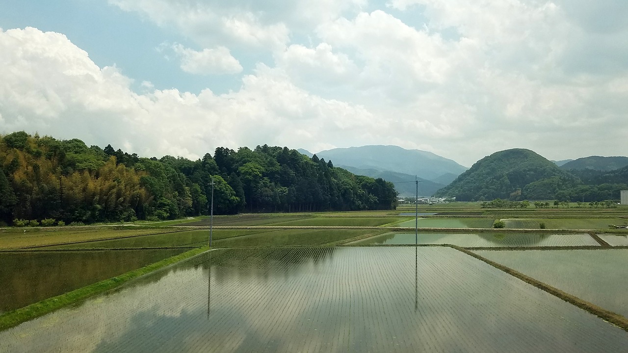 rice fields japan free photo