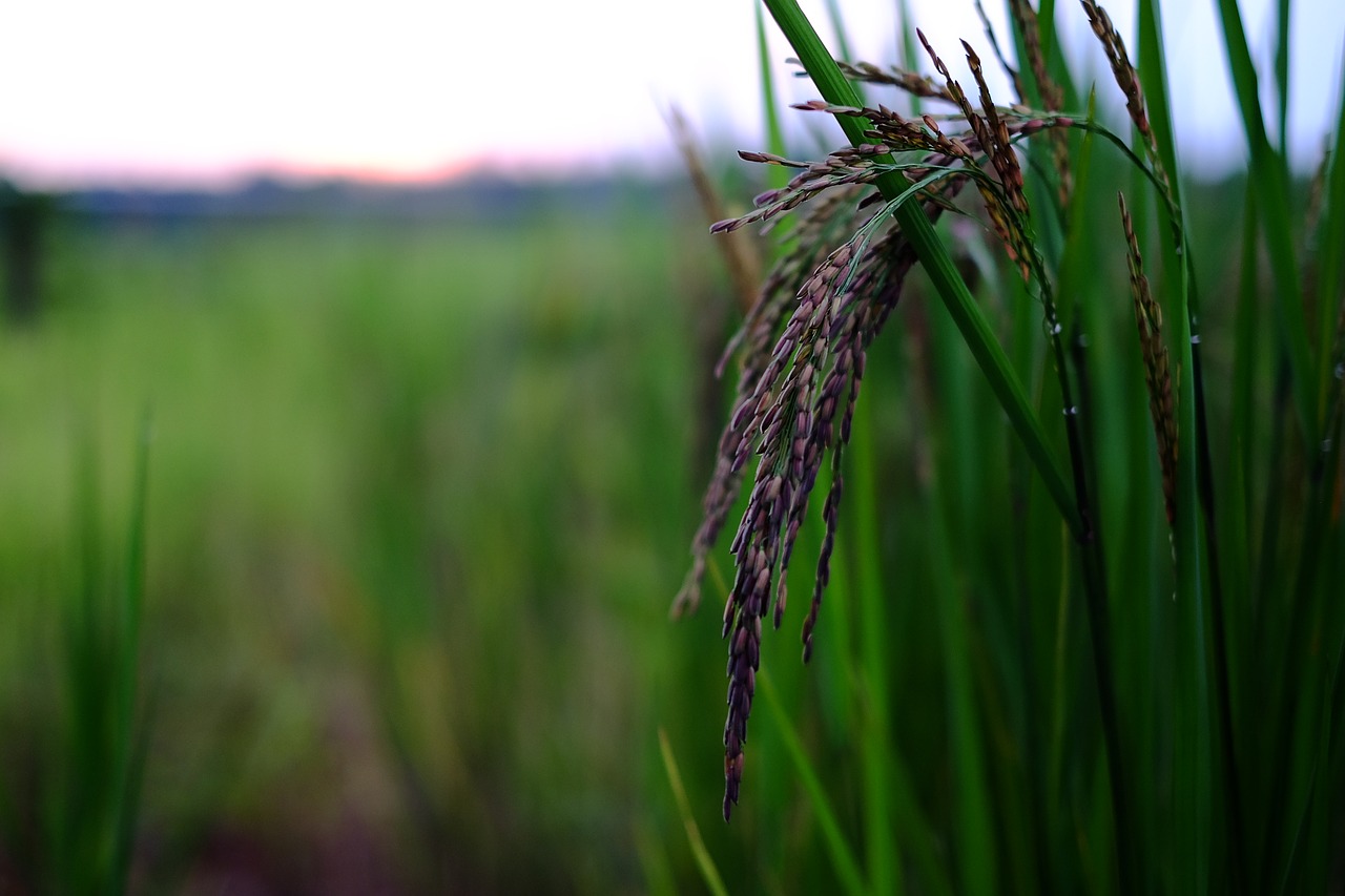 rice food organic free photo