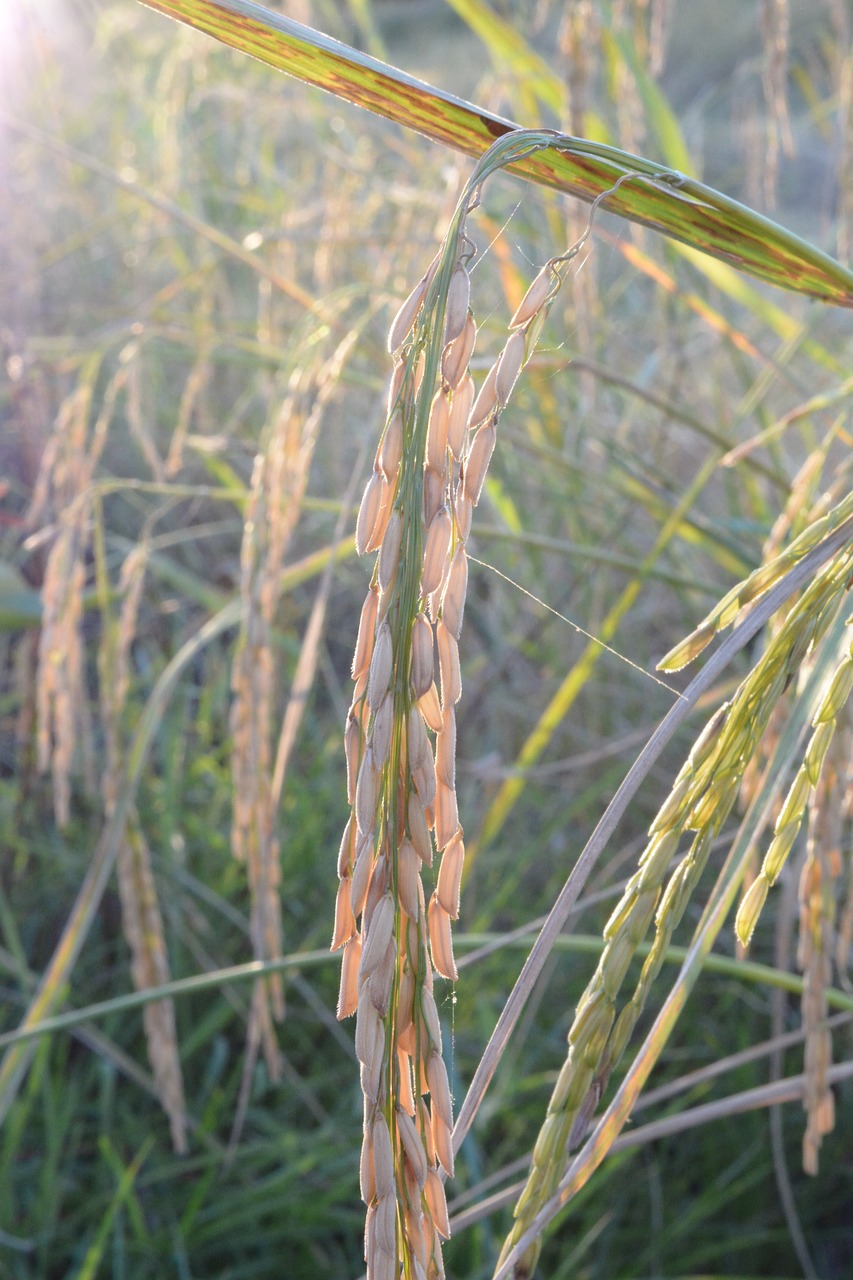 rice a grain of rice outdoor free photo