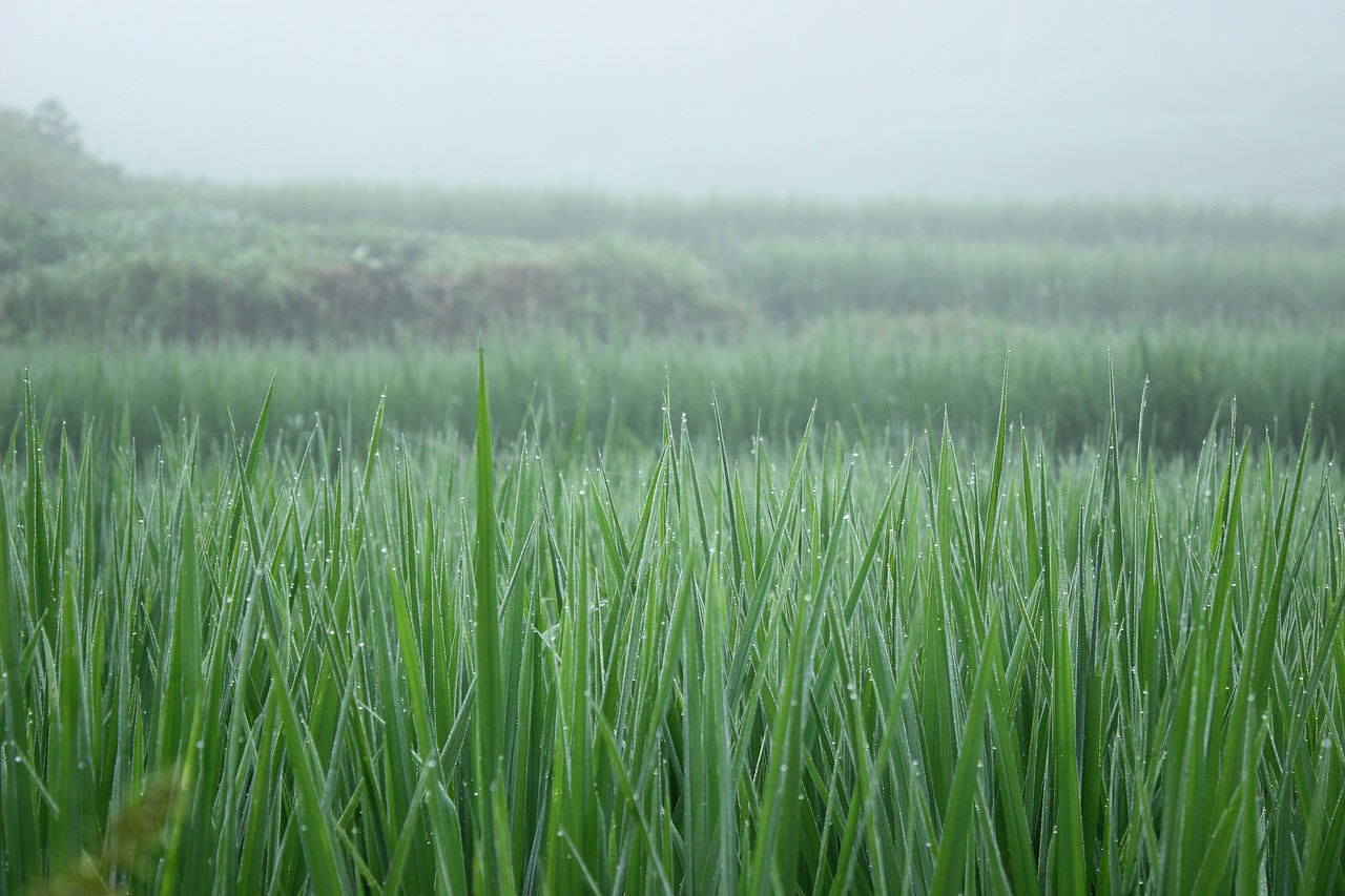 rice green needle free photo