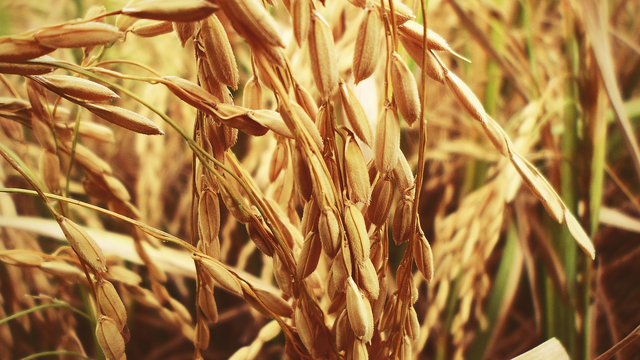 rice paddy cultivation free photo