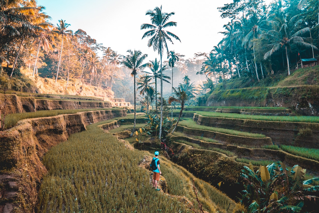 rice field green free photo