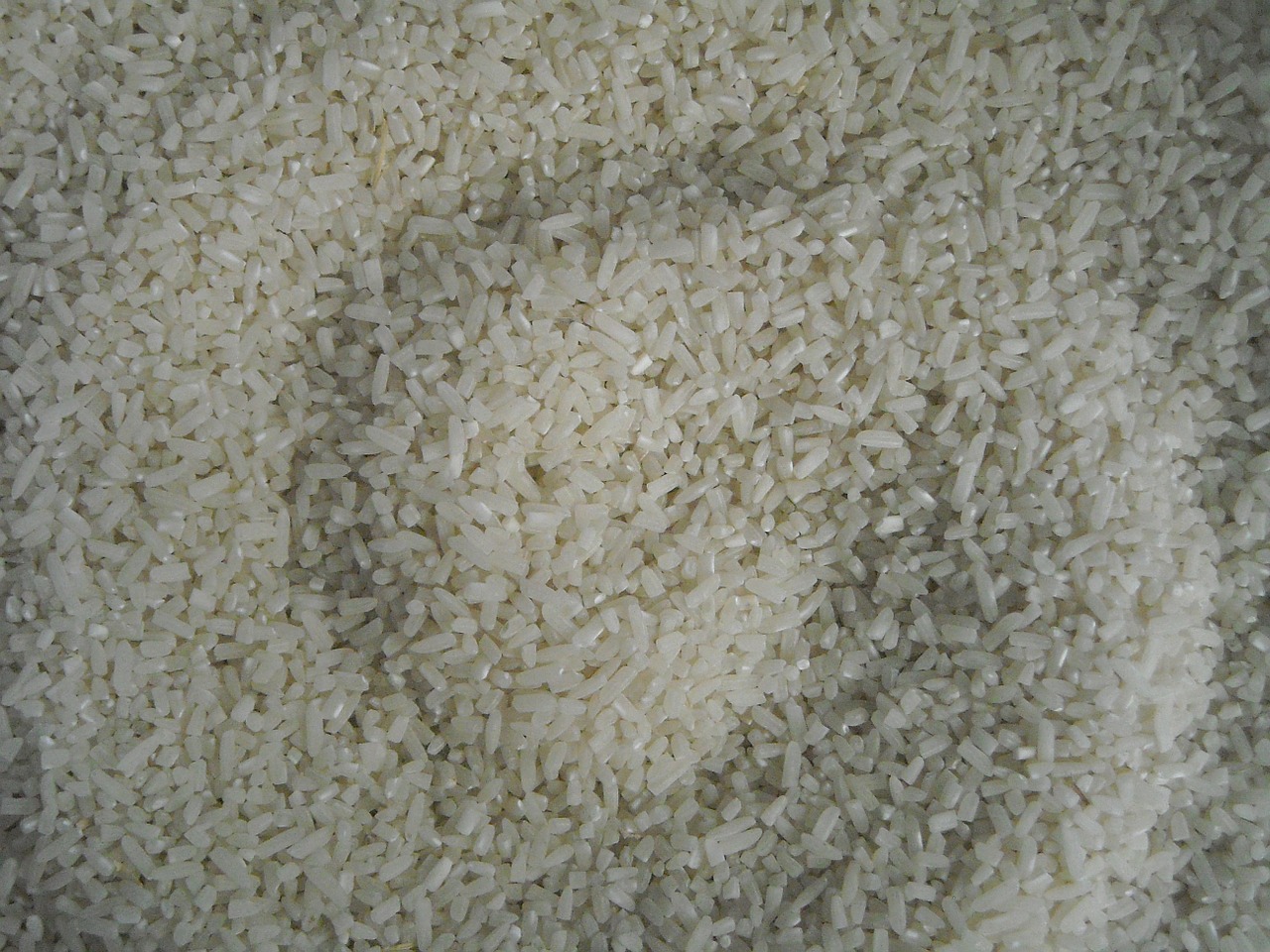 rice white padi free photo