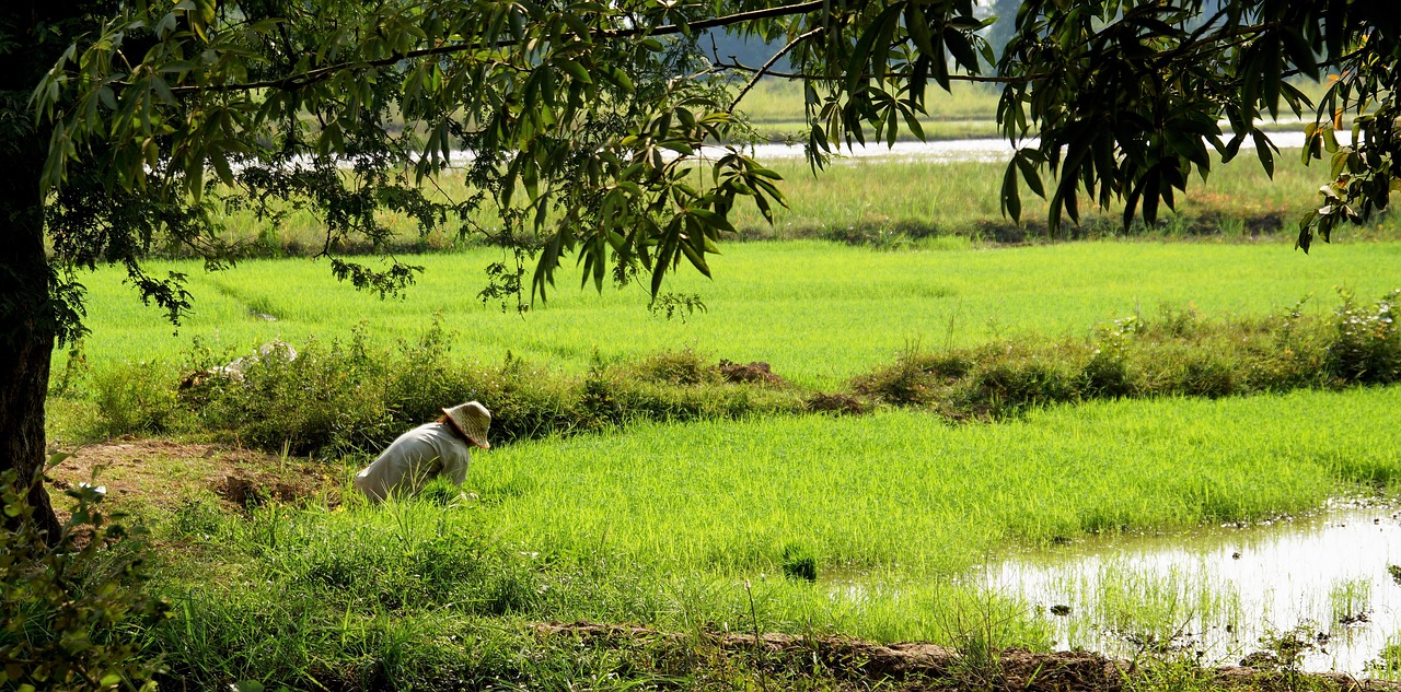 rice fields pad free photo