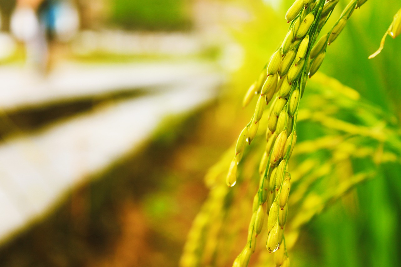 rice in rice field free pictures free photo