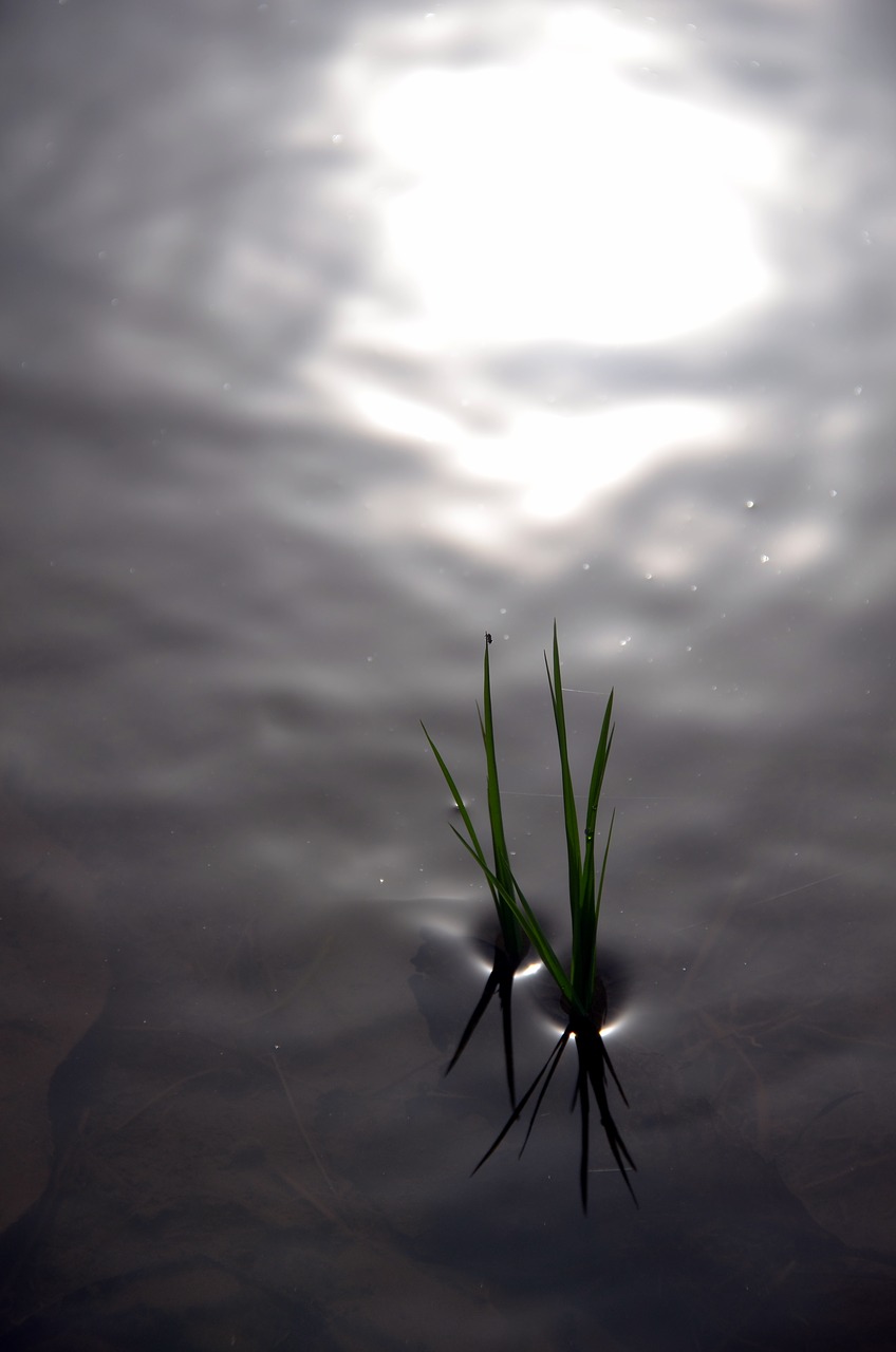 rice rice field reflections free photo