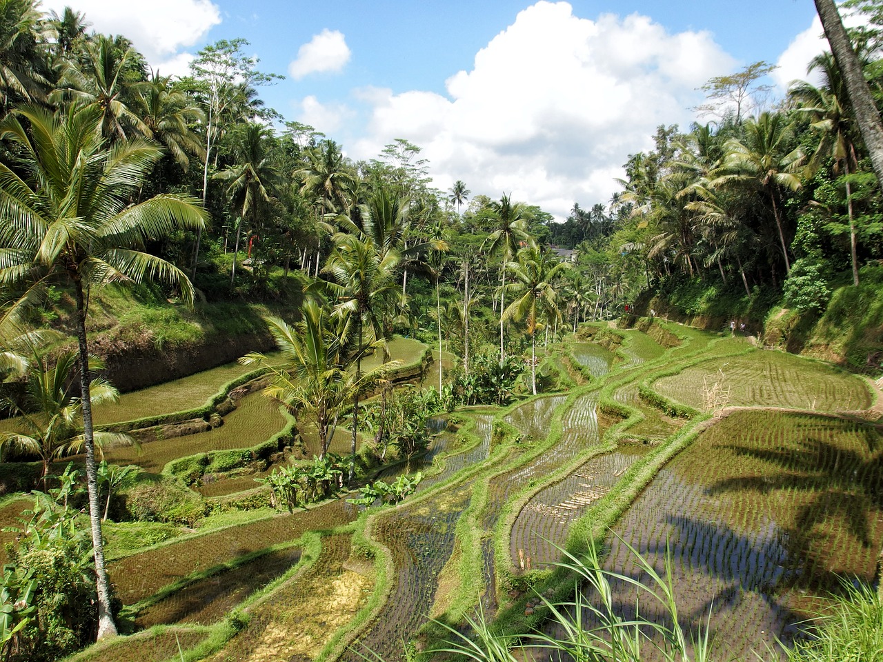 rice rice field nature free photo