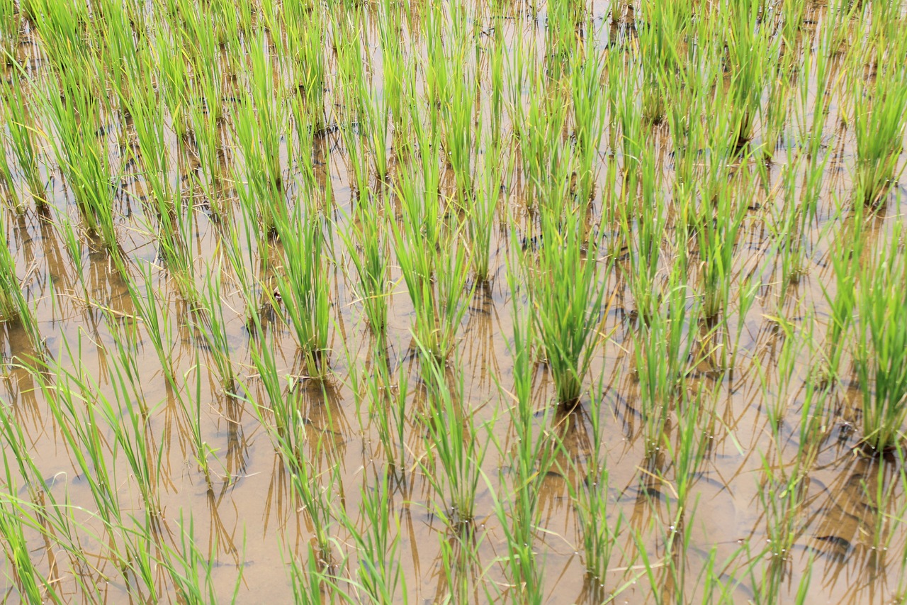 rice farming agriculture free photo