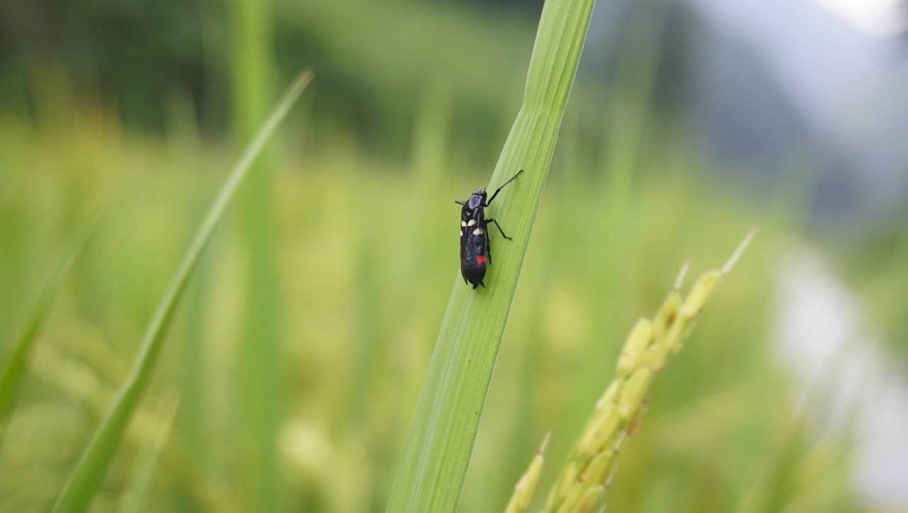 rice insect natural free photo