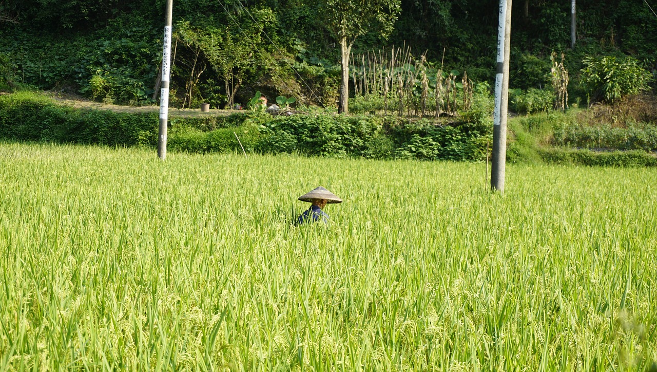 rice farmer humanities free photo
