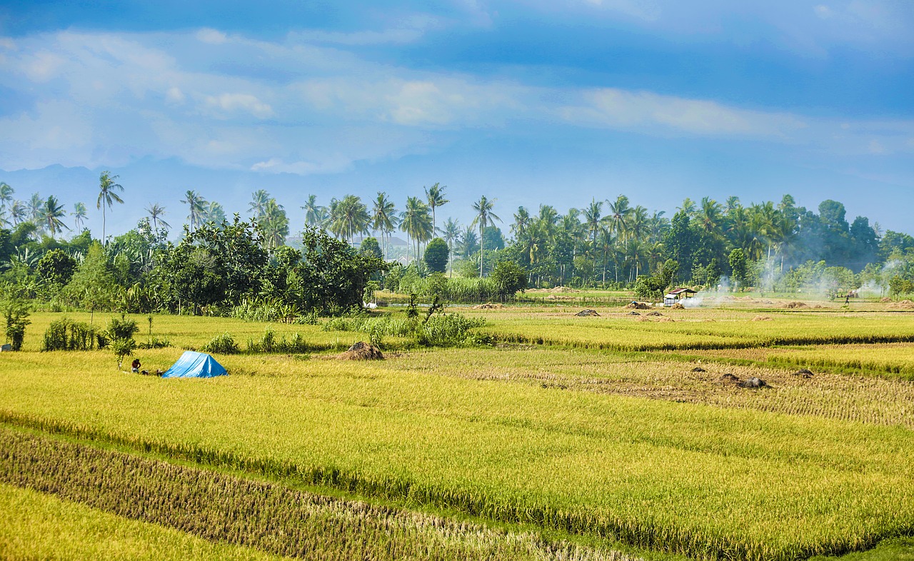 rice fields nature free photo