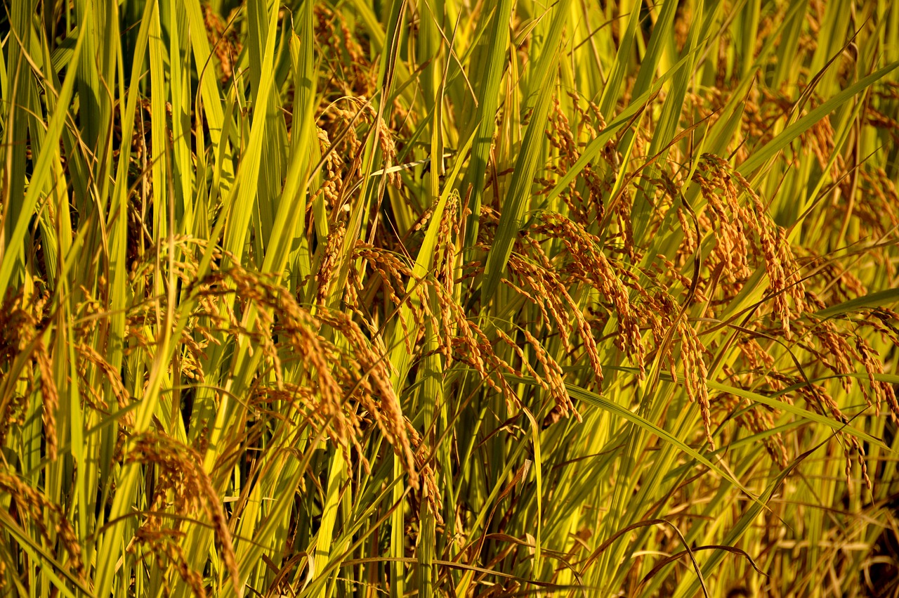 rice ch autumn free photo
