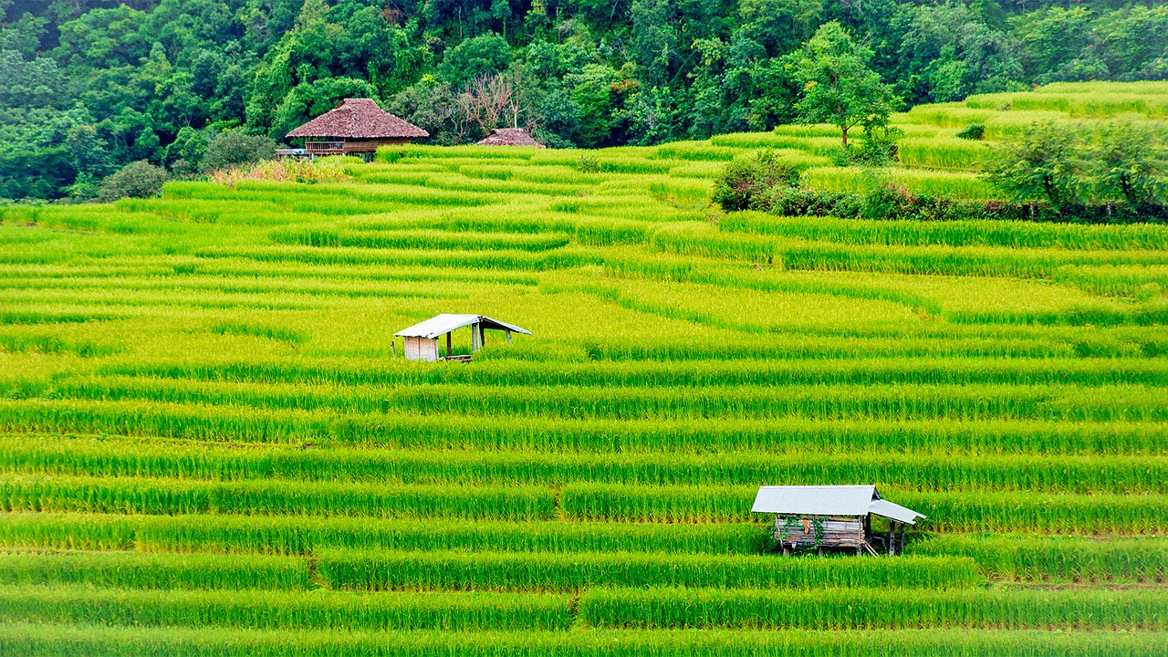 rice field farm free photo