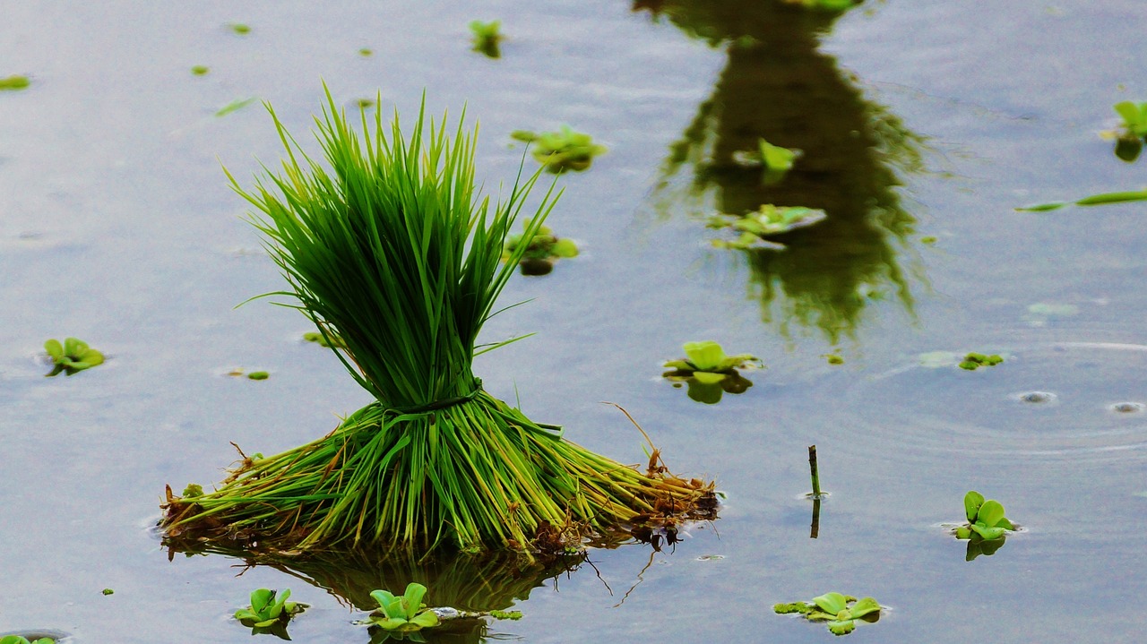 rice rice field free pictures free photo