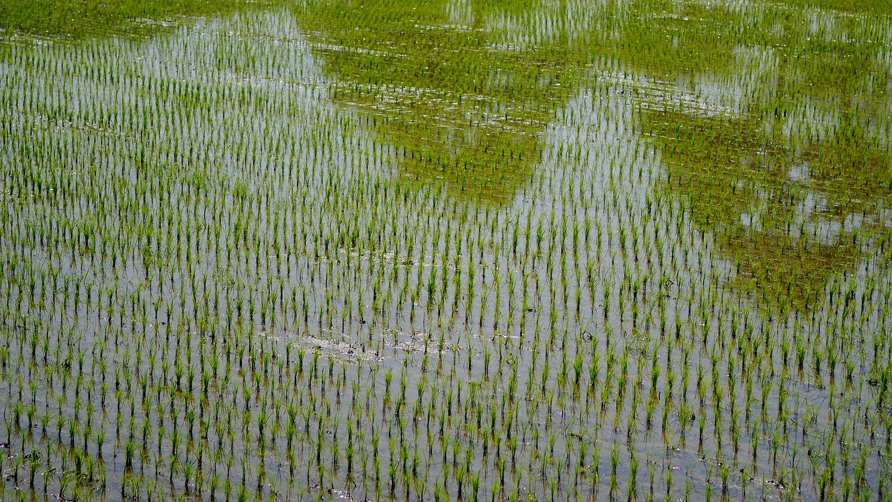 rice  it  farming free photo