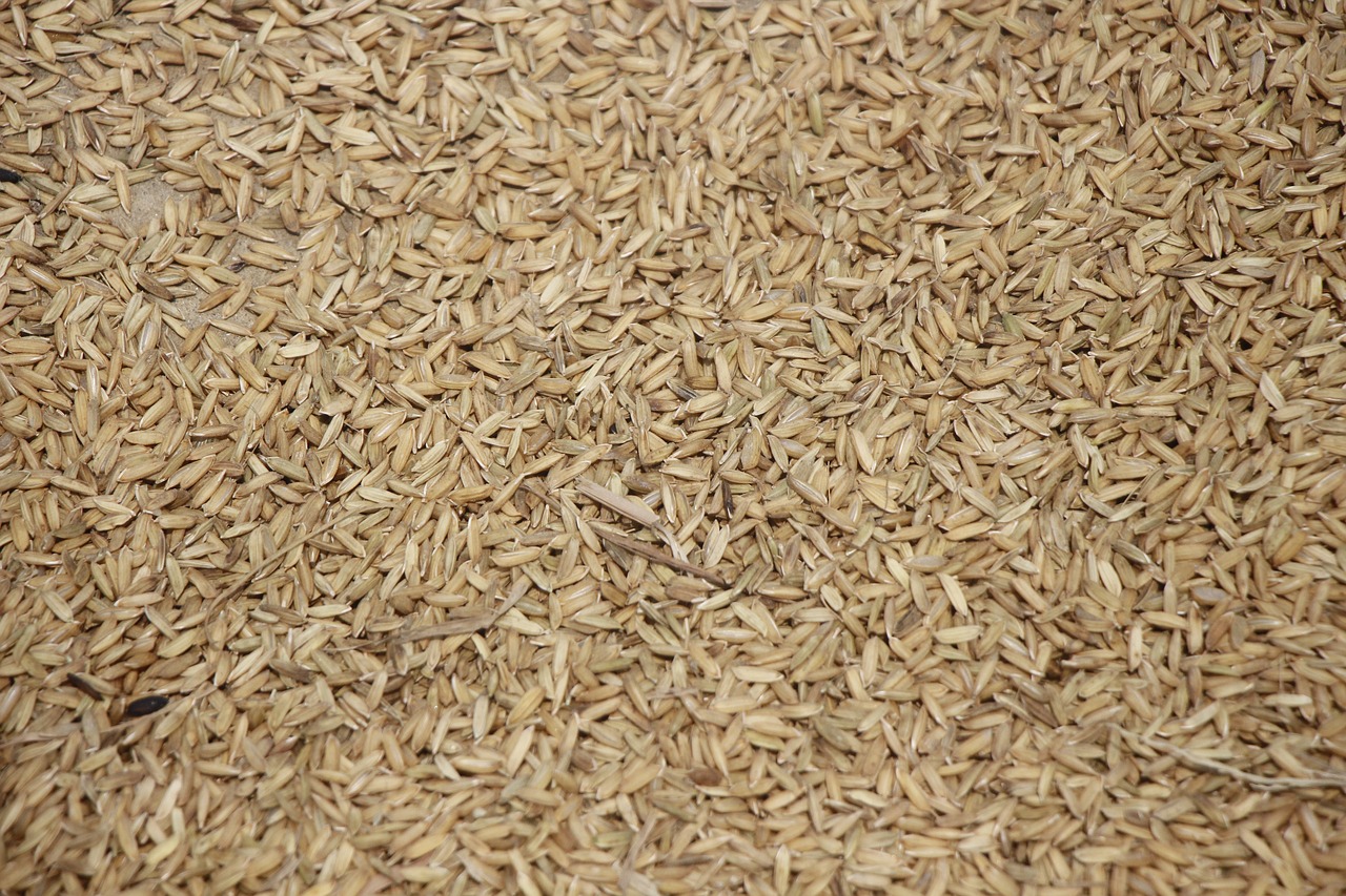 rice  dry  seeds free photo