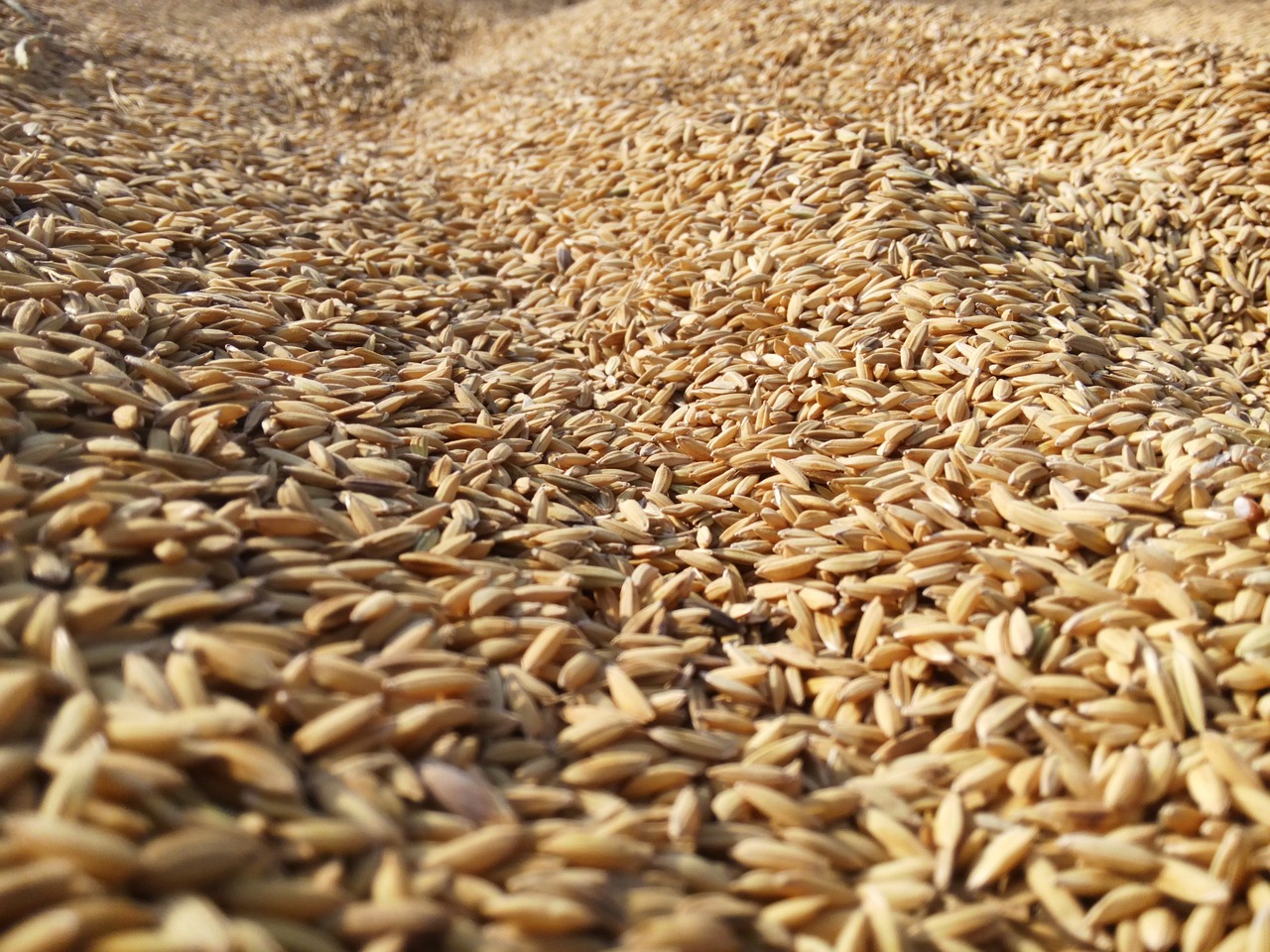 Rice bran. Рис сельское хозяйство Россия. Семена пшеницы. Хранение пшеницы. Зерноводы рис.