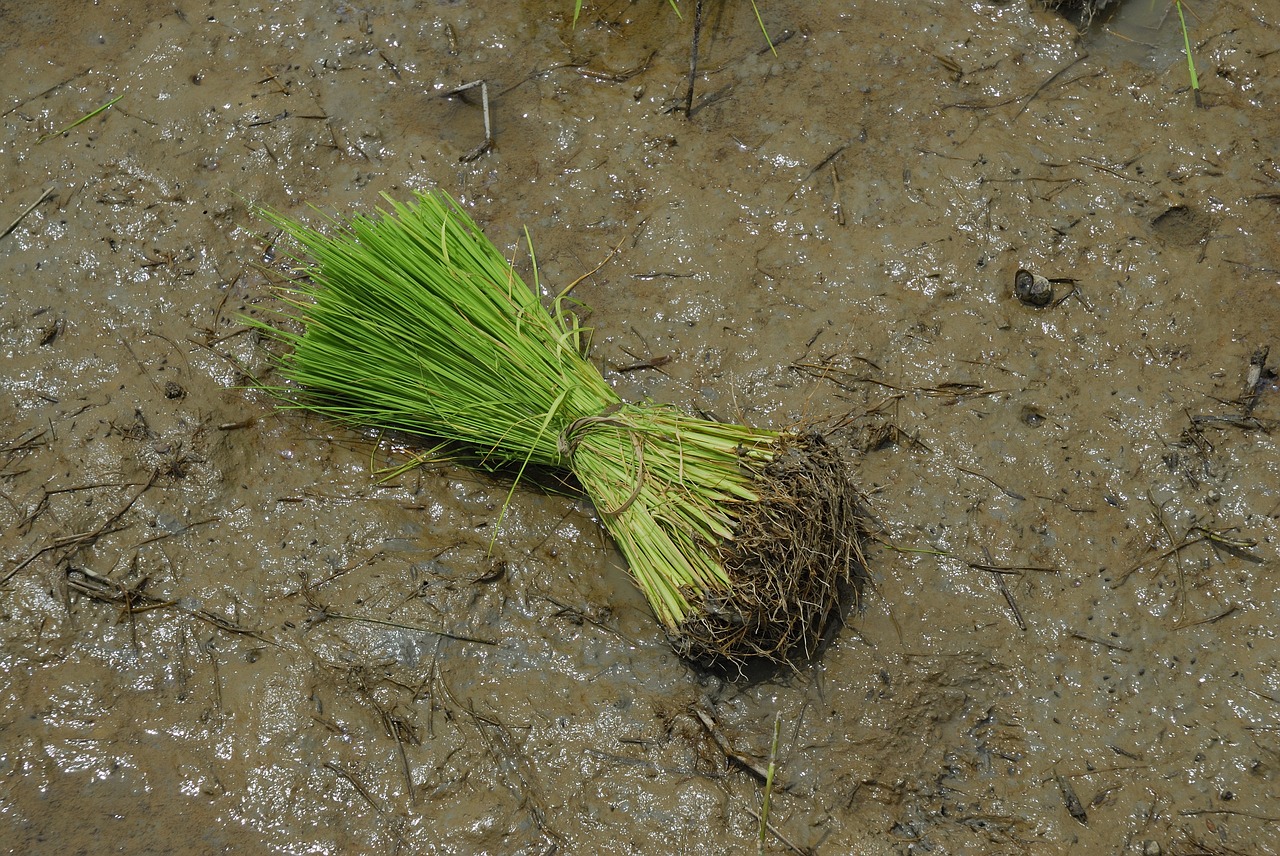 rice  nature  field free photo