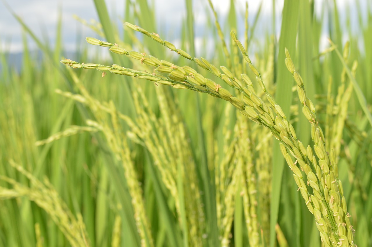 rice  rice field  paddy free photo