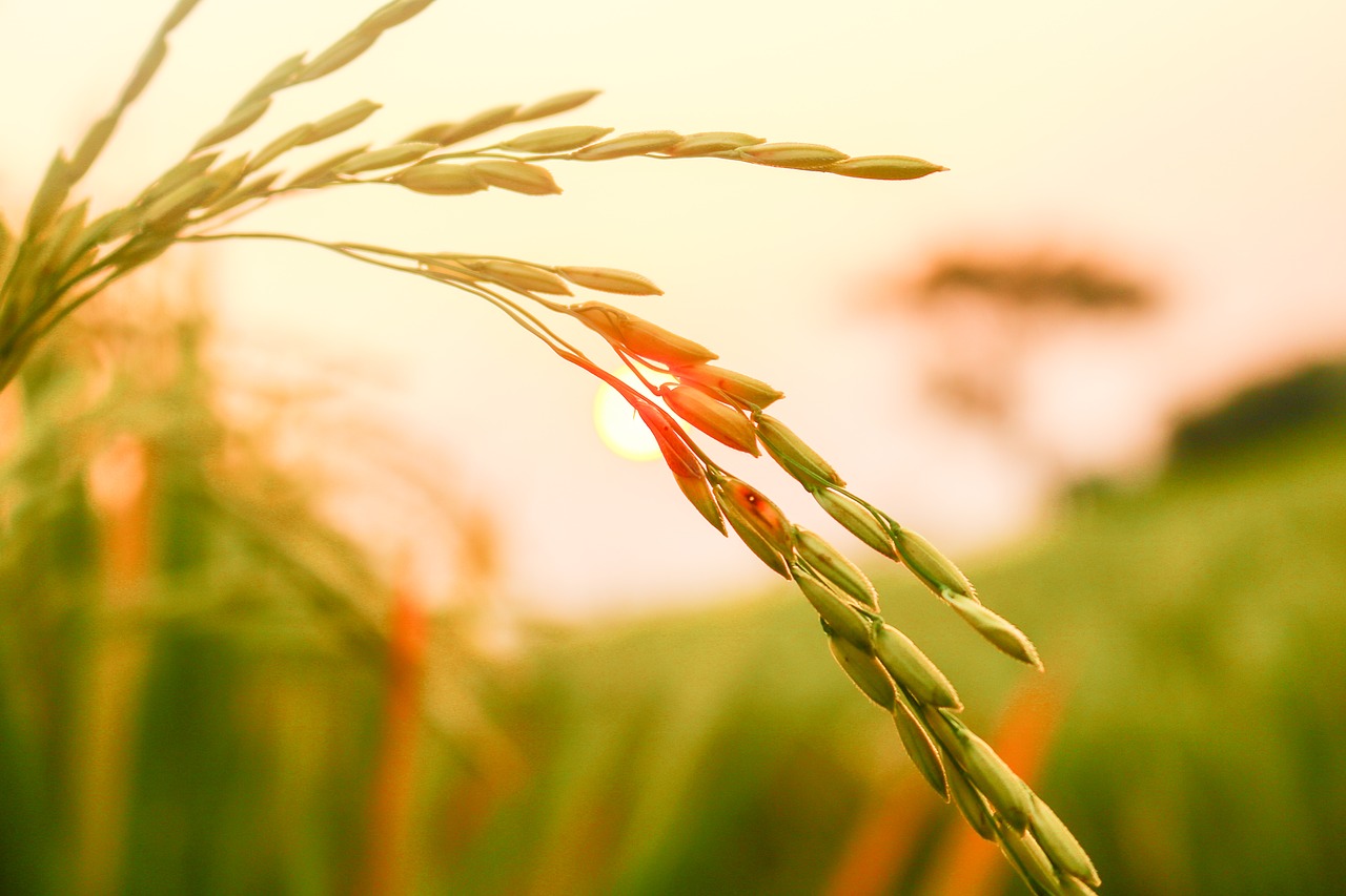 rice  rice seeds  agriculture free photo