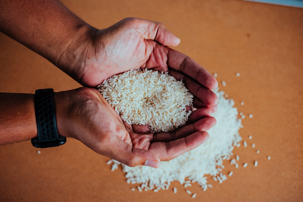 rice  paddy  eat free photo