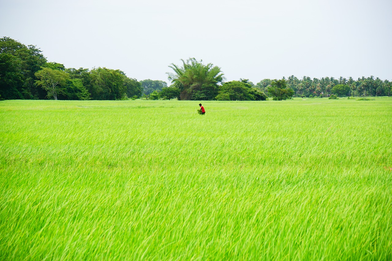 rice  rice field  rice farm free photo