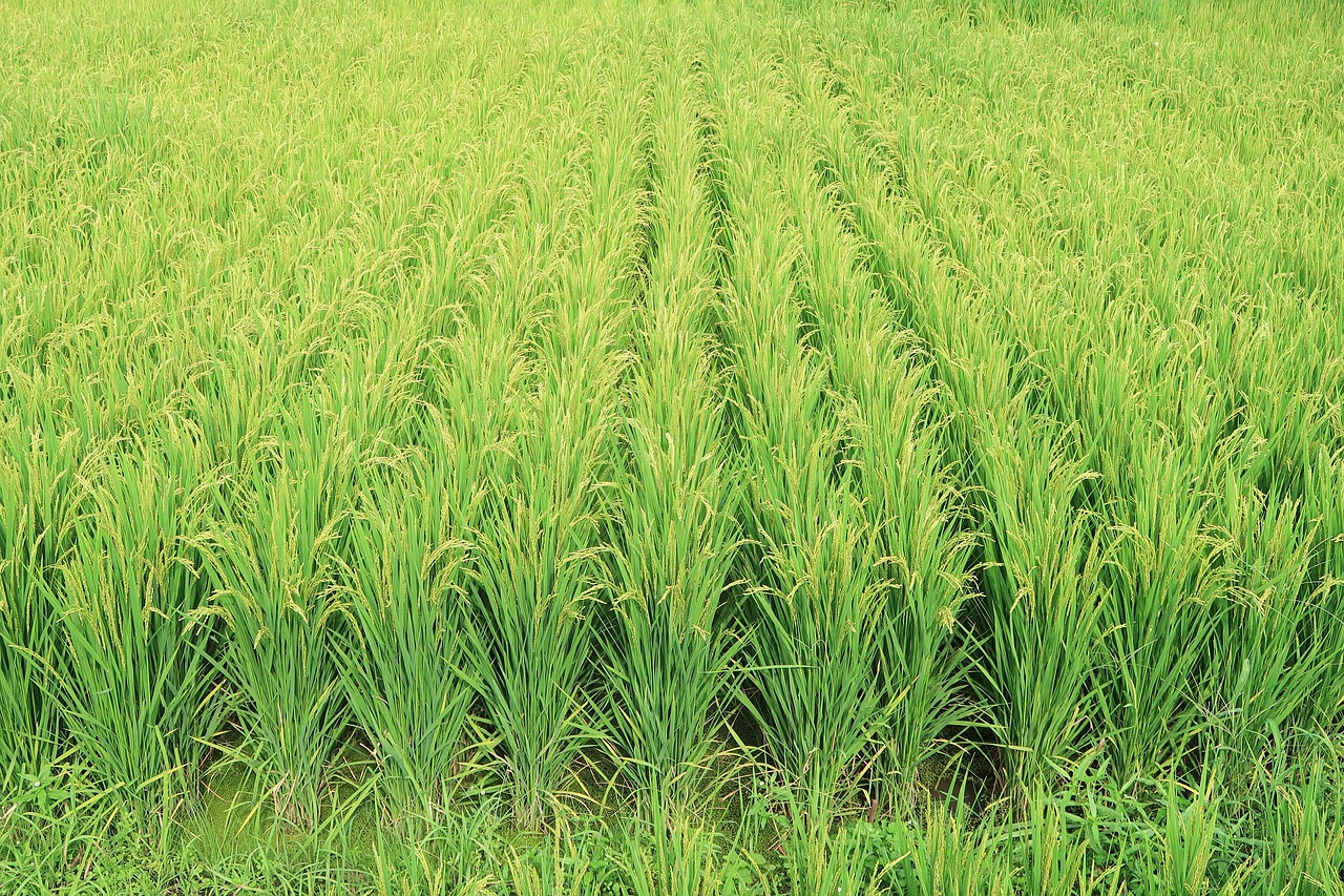 rice  ear of rice  paddy field free photo