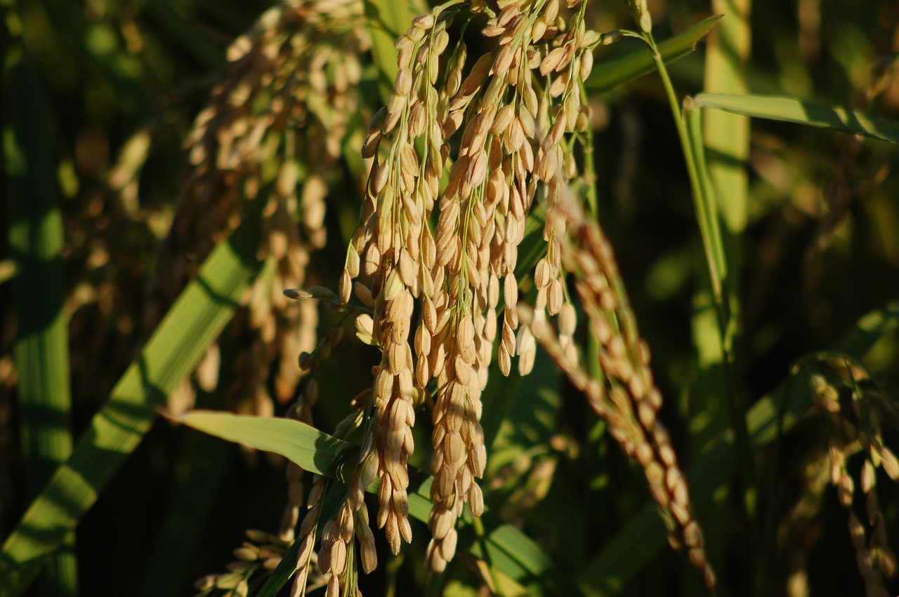 rice  ears  summer free photo