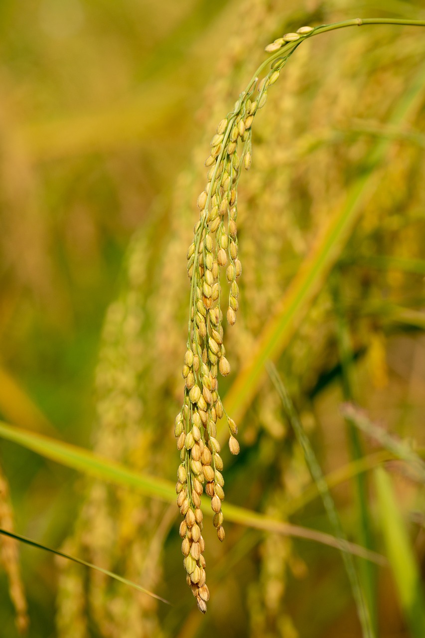 rice  yellow  nature free photo