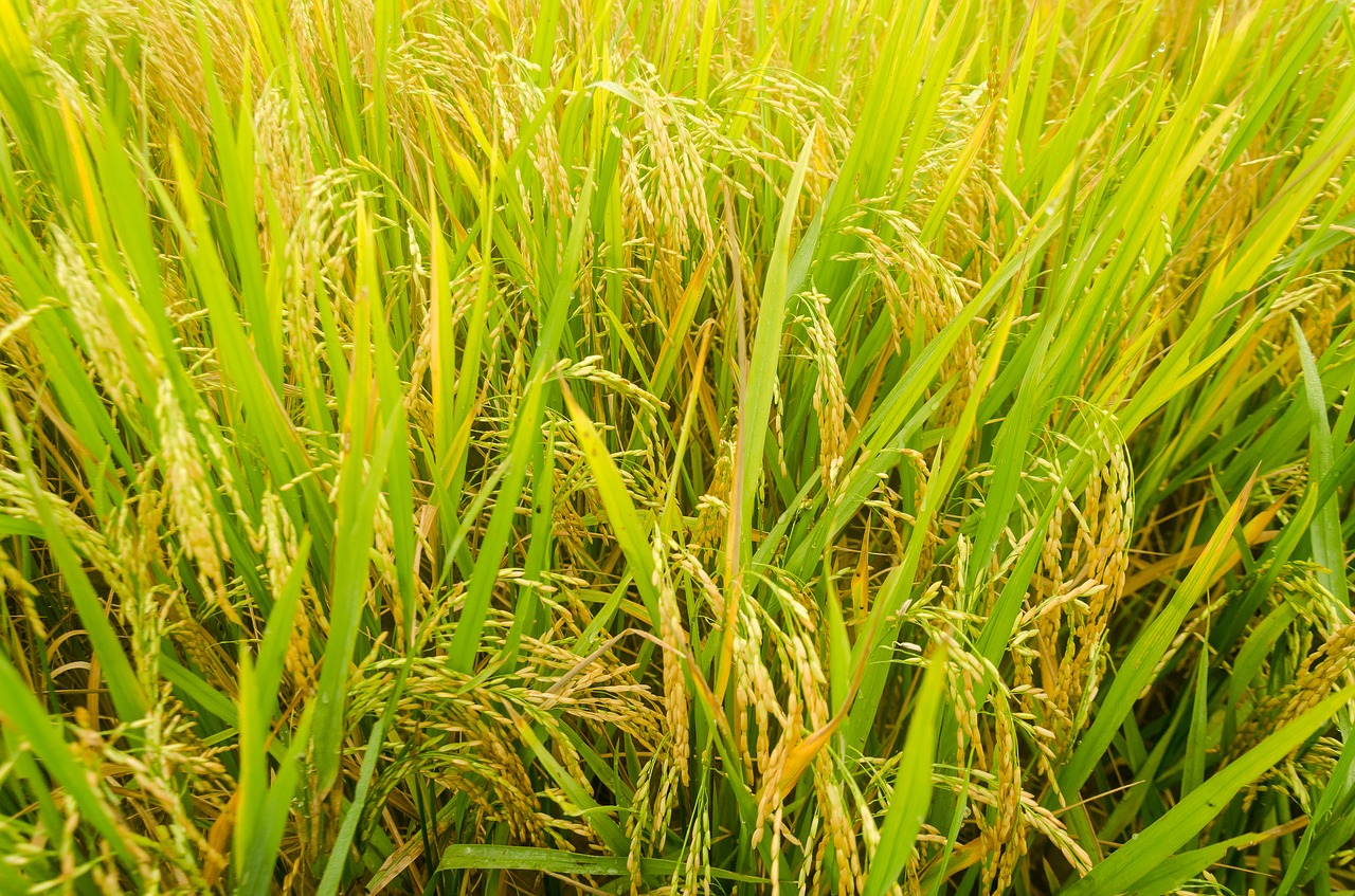 rice  cooked rice  flowering free photo