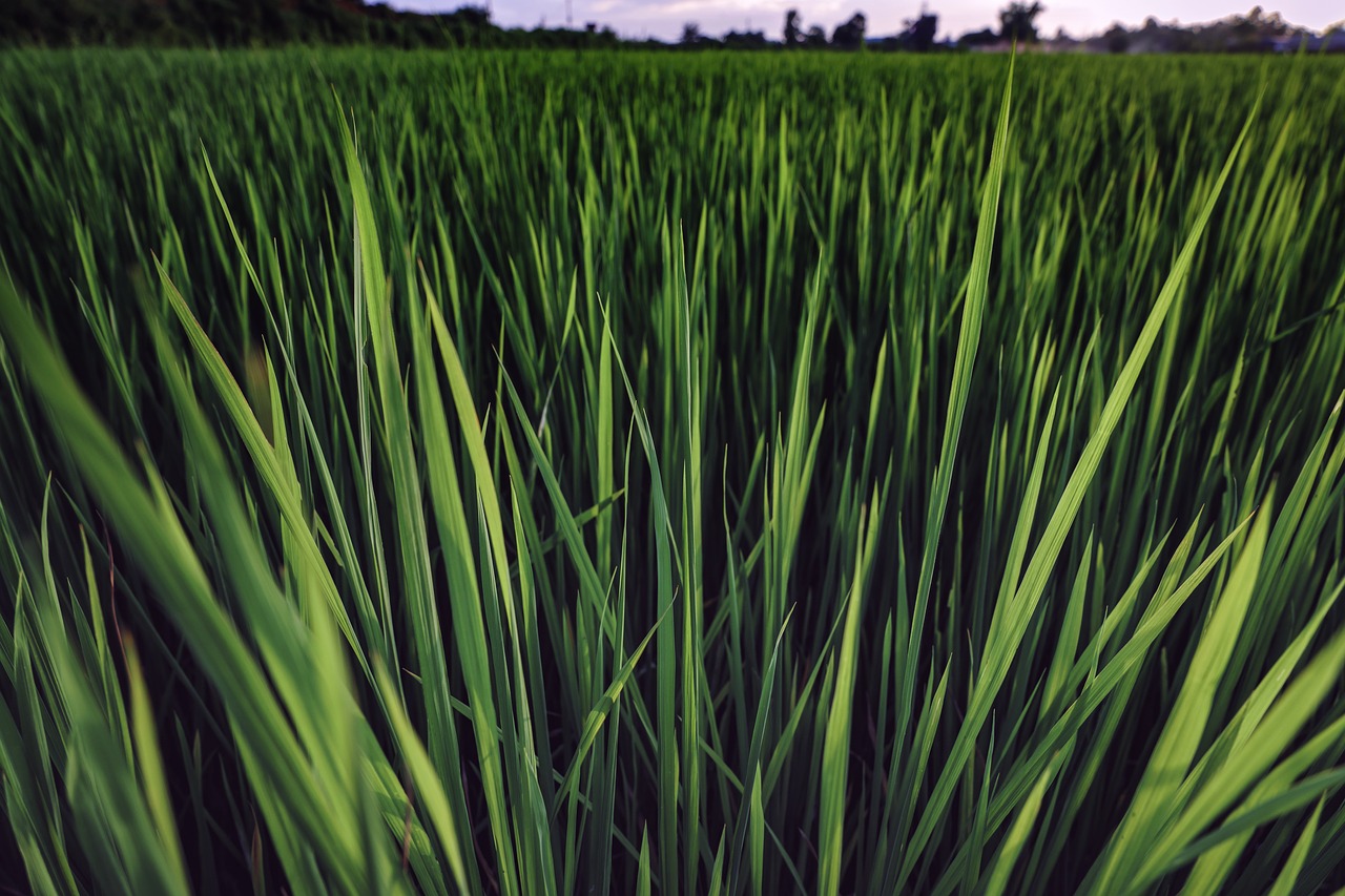 rice  paddy  field free photo