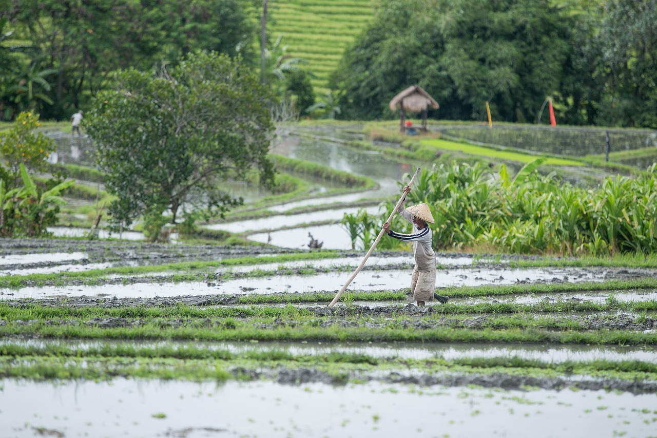 rice  field  work free photo