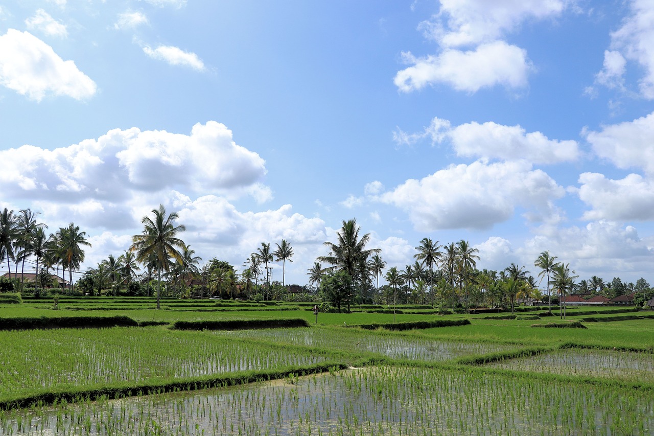 rice  landscape  bali free photo
