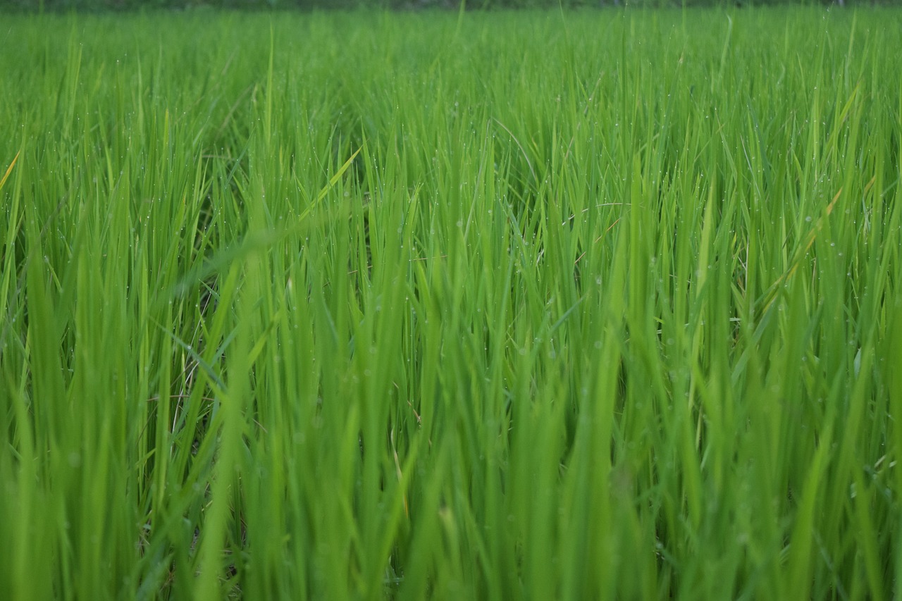 rice ch farming free photo