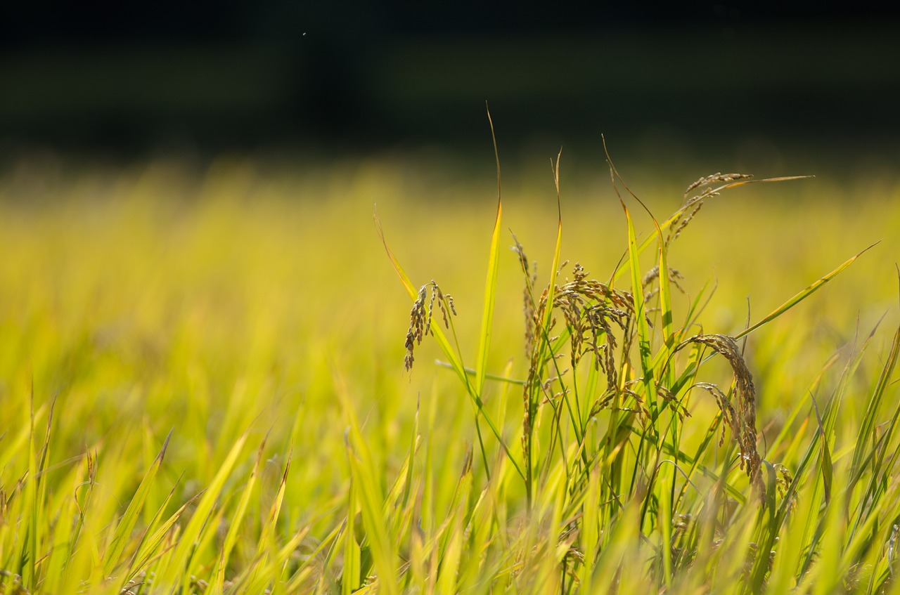 rice abundance autumn free photo