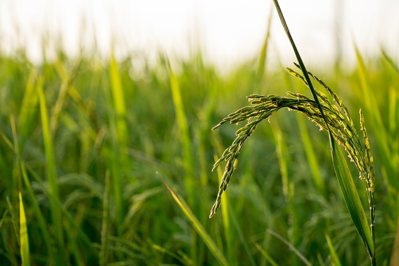 rice field farm free photo