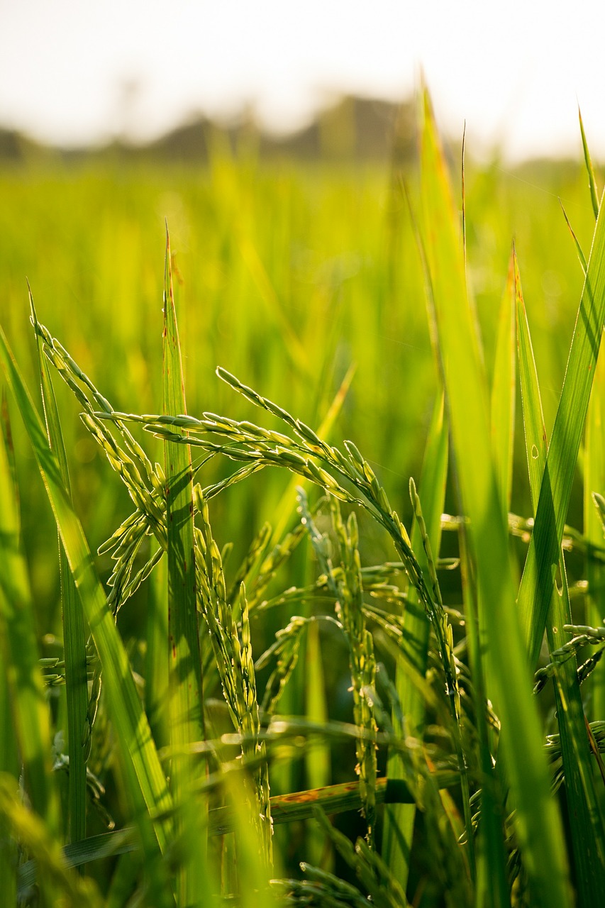 rice field farm free photo