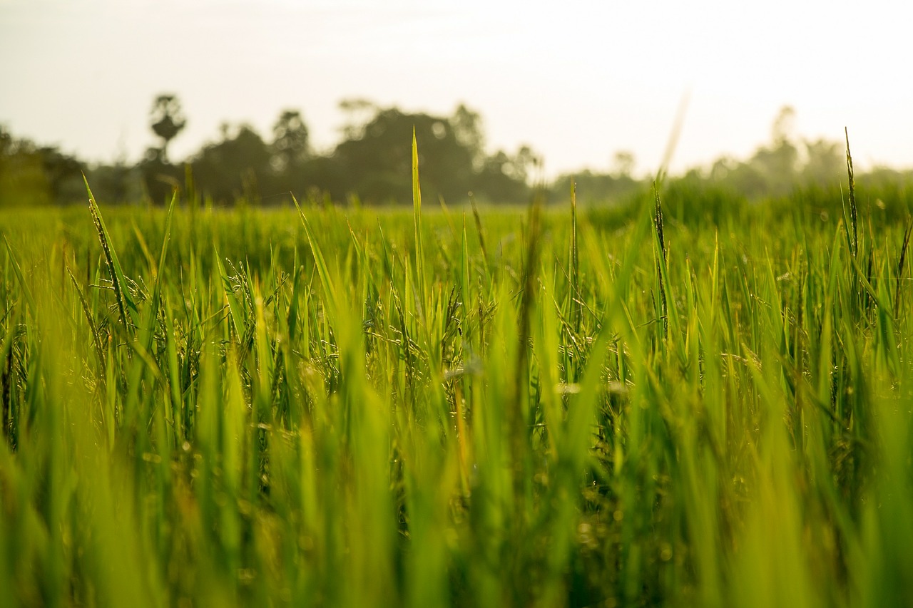 rice field farm free photo