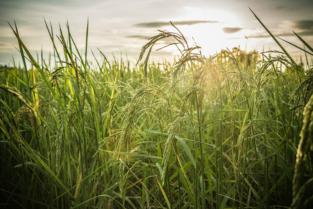 rice field farm free photo