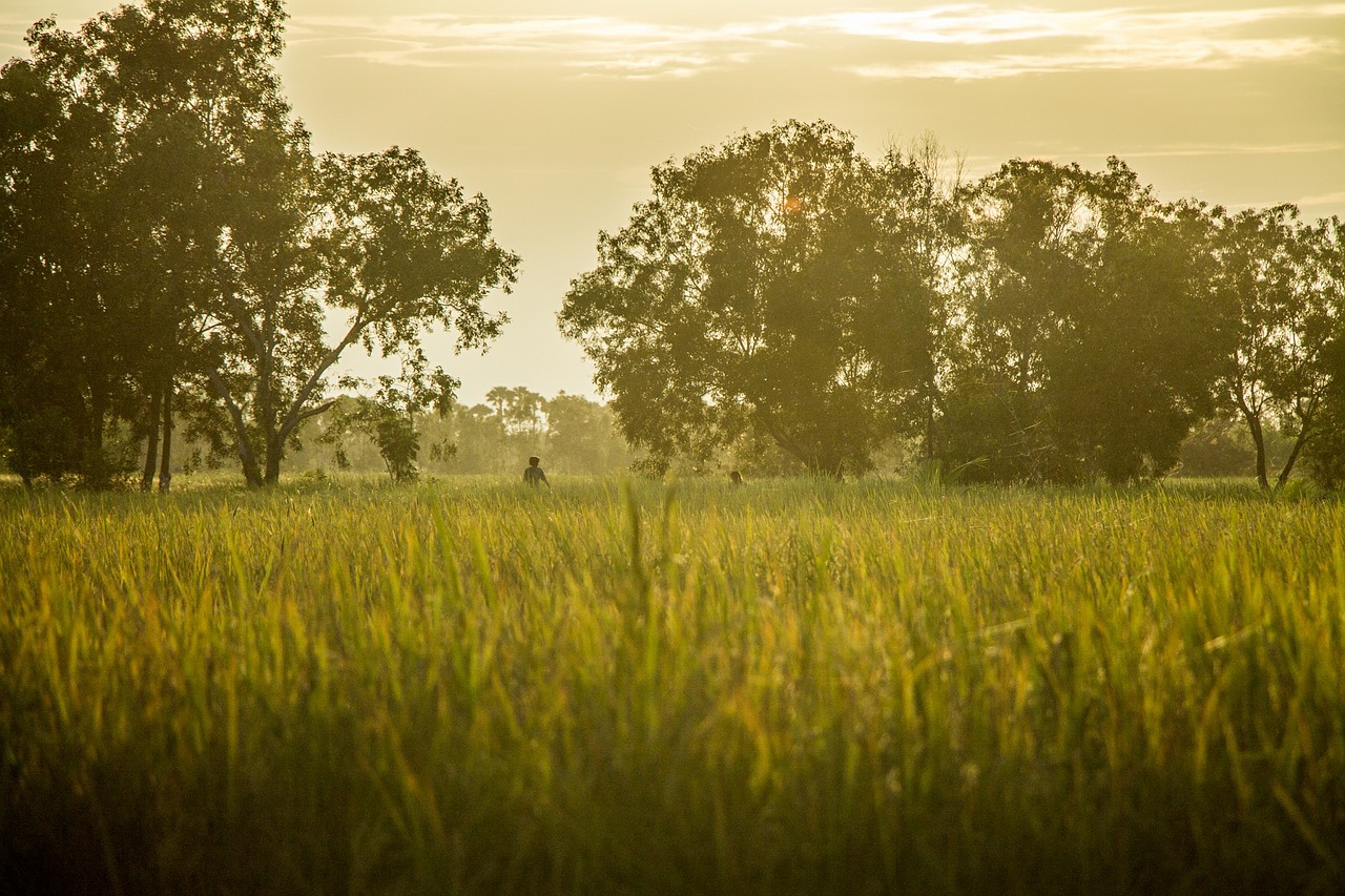 rice field farm free photo