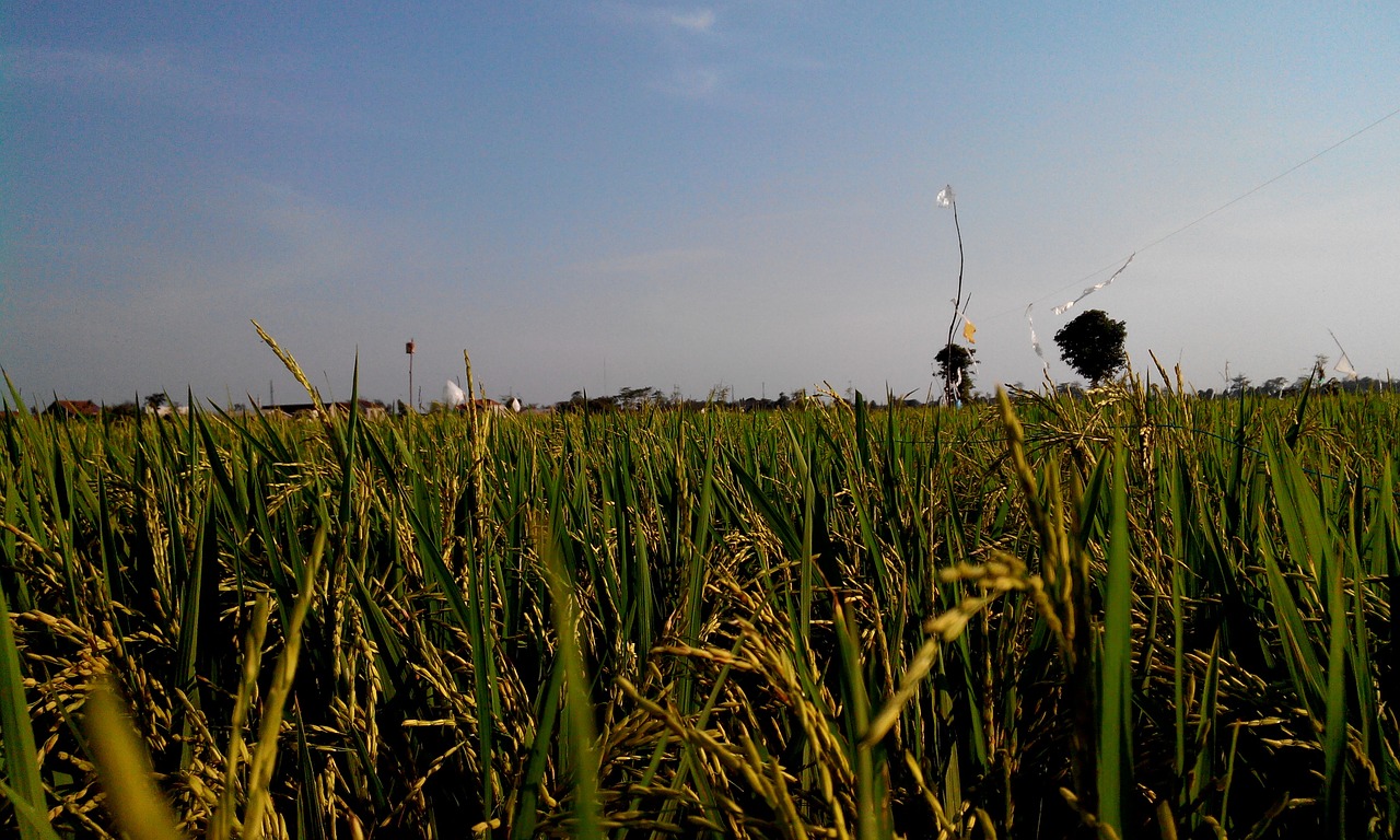 rice rice field leaves free photo