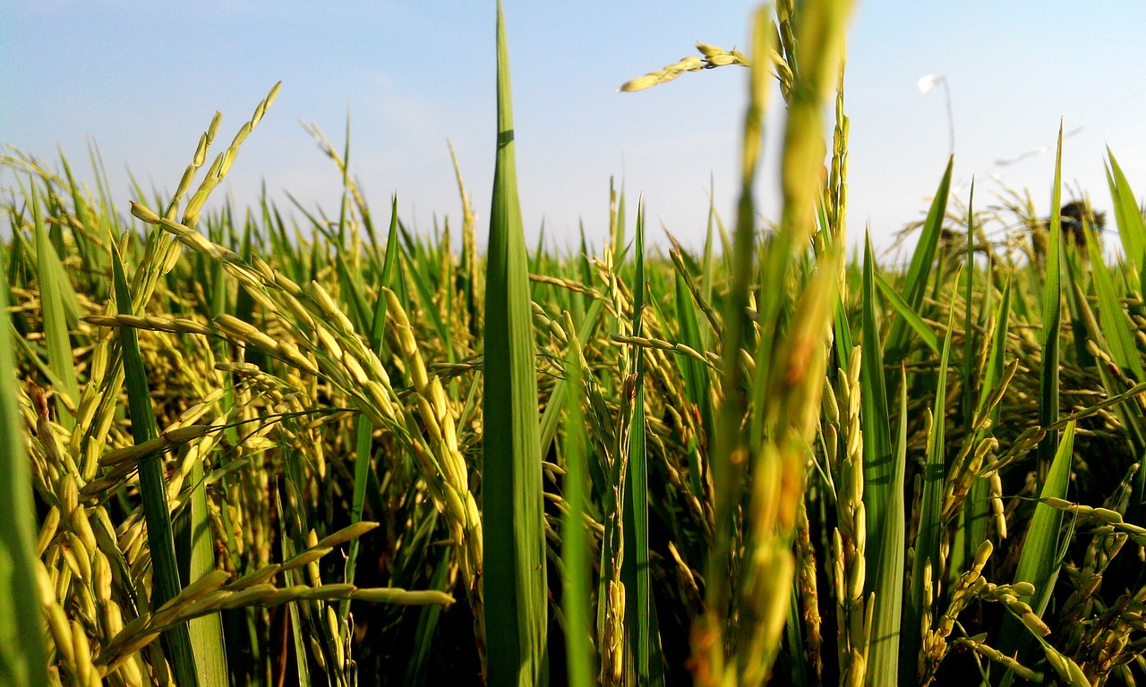 rice rice field leaves free photo