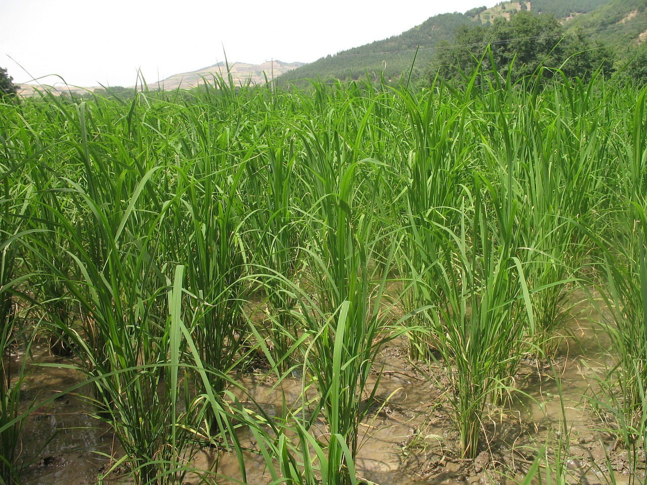 rice farm agriculture free photo