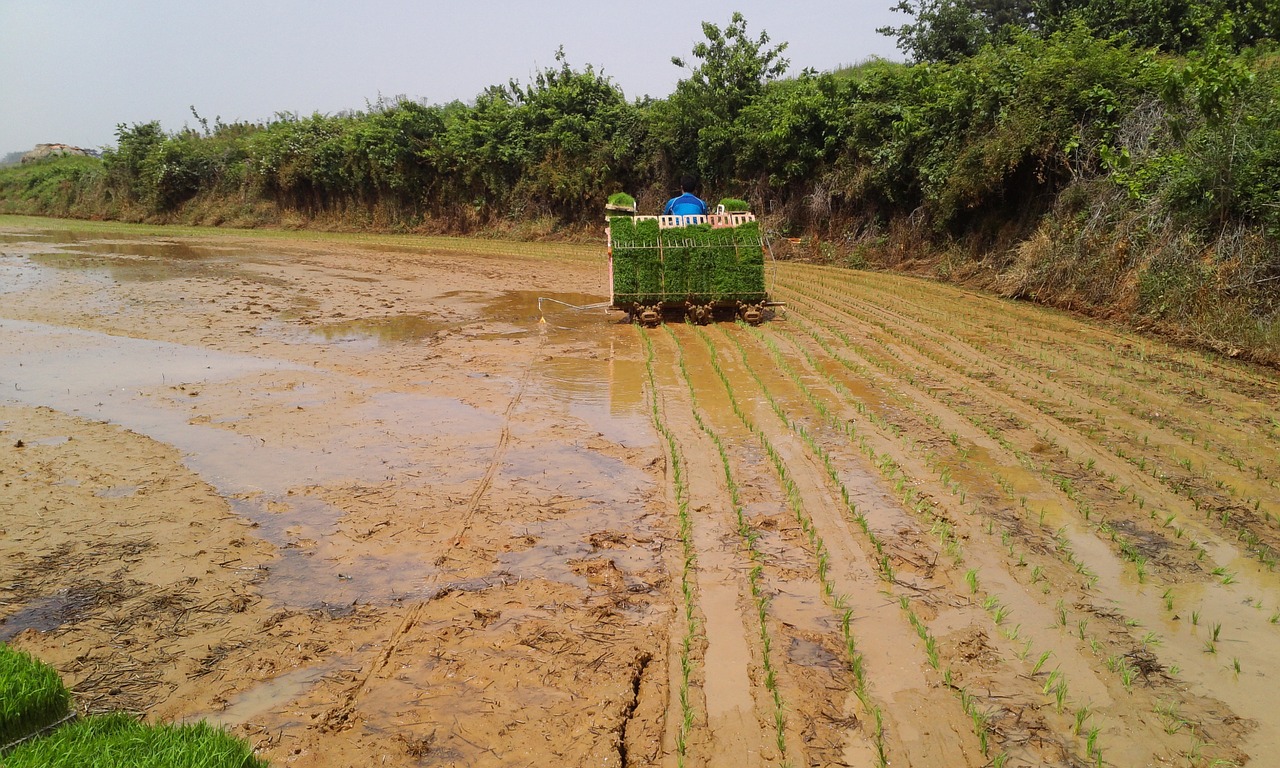 rice planting transplant free photo