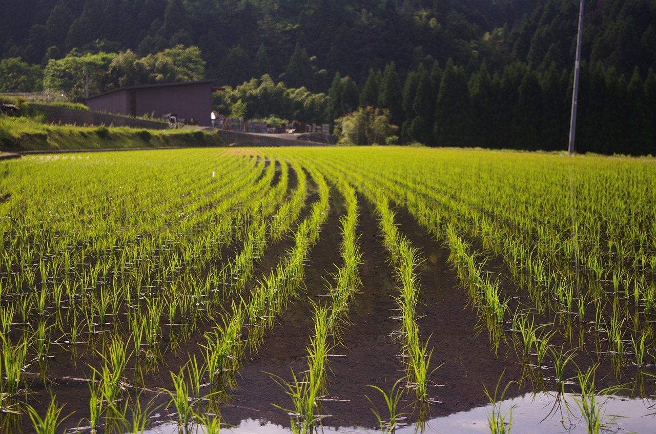 rice rice planting usd free photo