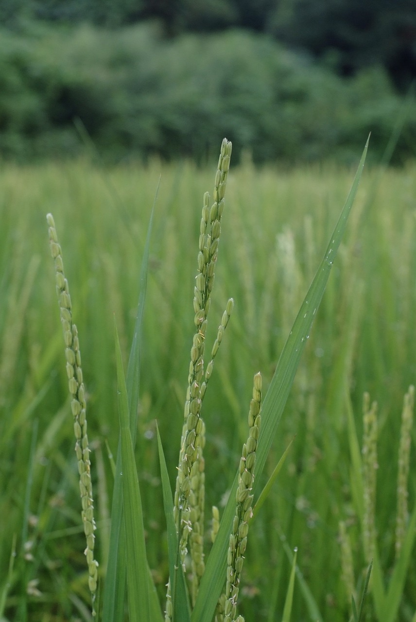 rice field ch free photo