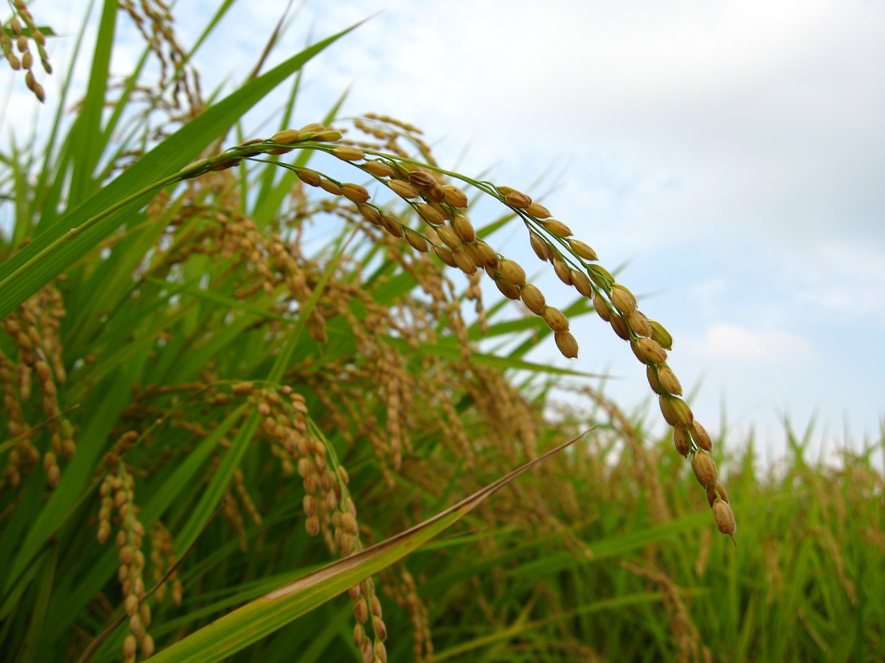 rice ear autumn harvest free photo